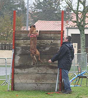 Canine Club Bouviers des Flandres and Co - COPYRIGHT DEPOSE