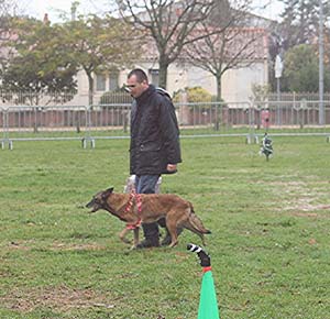 Canine Club Bouviers des Flandres and Co - COPYRIGHT DEPOSE