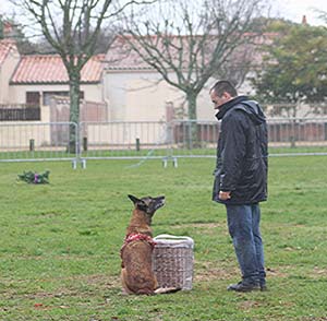 Canine Club Bouviers des Flandres and Co - COPYRIGHT DEPOSE