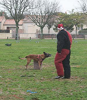 Canine Club Bouviers des Flandres and Co - COPYRIGHT DEPOSE