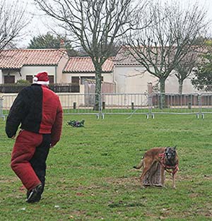 Canine Club Bouviers des Flandres and Co - COPYRIGHT DEPOSE