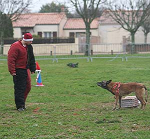 Canine Club Bouviers des Flandres and Co - COPYRIGHT DEPOSE