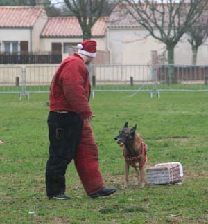 Canine Club Bouviers des Flandres and Co - COPYRIGHT DEPOSE