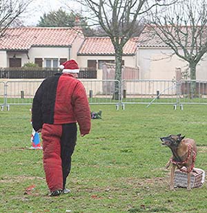 Canine Club Bouviers des Flandres and Co - COPYRIGHT DEPOSE