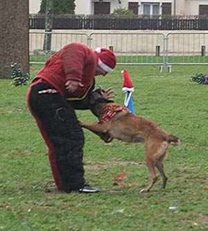 Canine Club Bouviers des Flandres and Co - COPYRIGHT DEPOSE