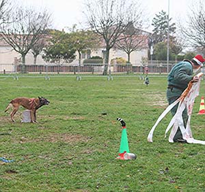 Canine Club Bouviers des Flandres and Co - COPYRIGHT DEPOSE