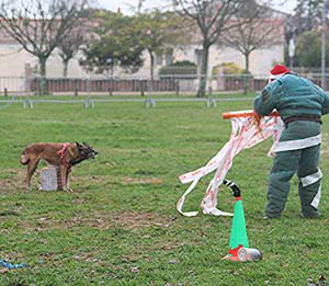 Canine Club Bouviers des Flandres and Co - COPYRIGHT DEPOSE