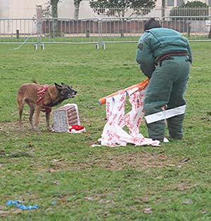 Canine Club Bouviers des Flandres and Co - COPYRIGHT DEPOSE