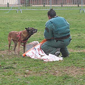 Canine Club Bouviers des Flandres and Co - COPYRIGHT DEPOSE