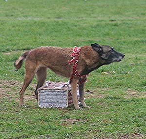 Canine Club Bouviers des Flandres and Co - COPYRIGHT DEPOSE