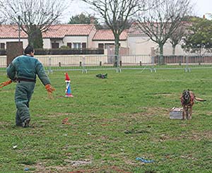 Canine Club Bouviers des Flandres and Co - COPYRIGHT DEPOSE