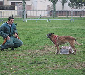 Canine Club Bouviers des Flandres and Co - COPYRIGHT DEPOSE