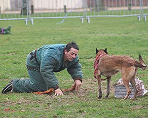 Canine Club Bouviers des Flandres and Co - COPYRIGHT DEPOSE