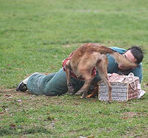 Canine Club Bouviers des Flandres and Co - COPYRIGHT DEPOSE