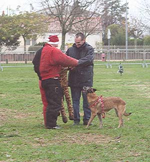 Canine Club Bouviers des Flandres and Co - COPYRIGHT DEPOSE