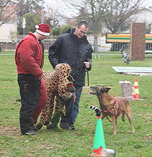 Canine Club Bouviers des Flandres and Co - COPYRIGHT DEPOSE