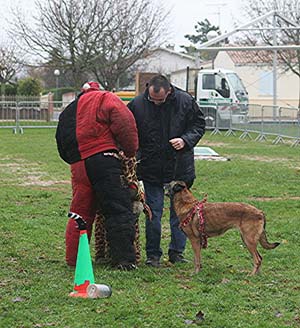 Canine Club Bouviers des Flandres and Co - COPYRIGHT DEPOSE