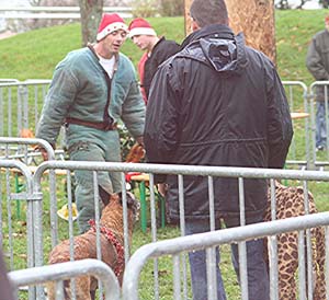 Canine Club Bouviers des Flandres and Co - COPYRIGHT DEPOSE