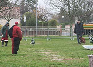 Canine Club Bouviers des Flandres and Co - COPYRIGHT DEPOSE