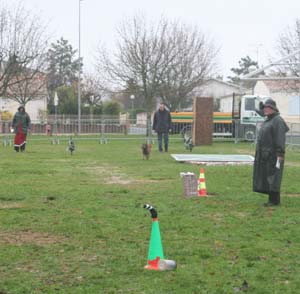 Canine Club Bouviers des Flandres and Co - COPYRIGHT DEPOSE