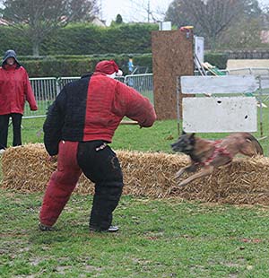 Canine Club Bouviers des Flandres and Co - COPYRIGHT DEPOSE