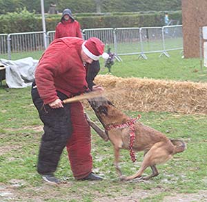 Canine Club Bouviers des Flandres and Co - COPYRIGHT DEPOSE