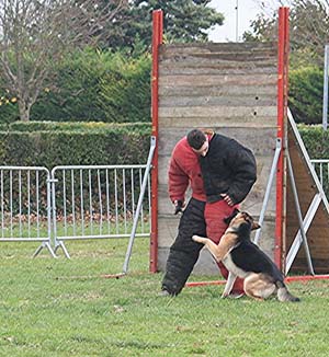 Canine Club Bouviers des Flandres and Co - COPYRIGHT DEPOSE