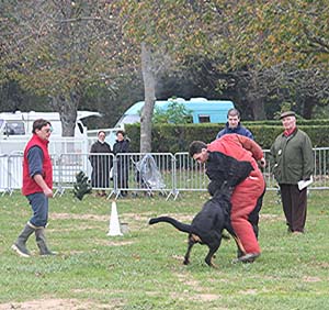 Canine Club Bouviers des Flandres and Co - COPYRIGHT DEPOSE