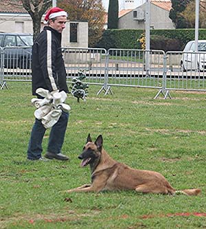 Canine Club Bouviers des Flandres and Co - COPYRIGHT DEPOSE