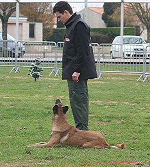 Canine Club Bouviers des Flandres and Co - COPYRIGHT DEPOSE