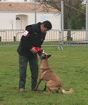 Canine Club Bouviers des Flandres and Co - COPYRIGHT DEPOSE