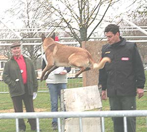 Canine Club Bouviers des Flandres and Co - COPYRIGHT DEPOSE