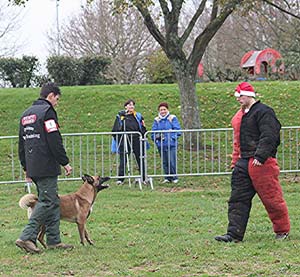 Canine Club Bouviers des Flandres and Co - COPYRIGHT DEPOSE