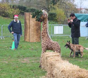 Canine Club Bouviers des Flandres and Co - COPYRIGHT DEPOSE