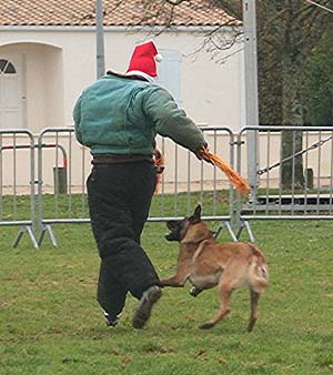 Canine Club Bouviers des Flandres and Co - COPYRIGHT DEPOSE