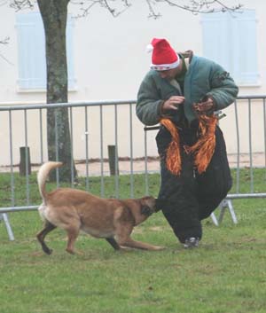 Canine Club Bouviers des Flandres and Co - COPYRIGHT DEPOSE