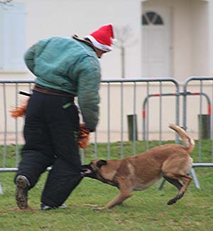 Canine Club Bouviers des Flandres and Co - COPYRIGHT DEPOSE