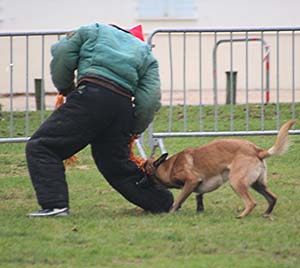 Canine Club Bouviers des Flandres and Co - COPYRIGHT DEPOSE