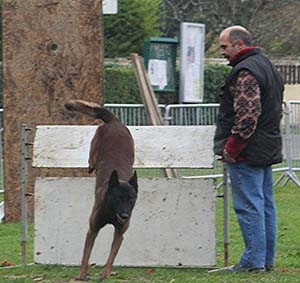 Canine Club Bouviers des Flandres and Co - COPYRIGHT DEPOSE