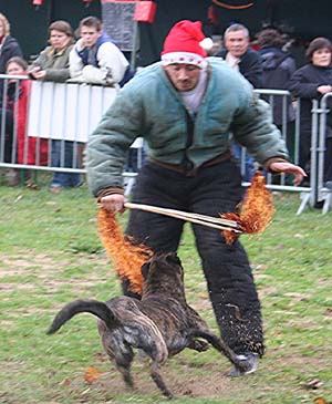 Canine Club Bouviers des Flandres and Co - COPYRIGHT DEPOSE