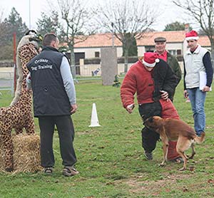 Canine Club Bouviers des Flandres and Co - COPYRIGHT DEPOSE