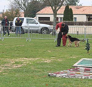 Canine Club Bouviers des Flandres and Co - COPYRIGHT DEPOSE