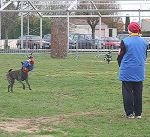 Canine Club Bouviers des Flandres and Co - COPYRIGHT DEPOSE