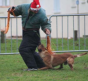 Canine Club Bouviers des Flandres and Co - COPYRIGHT DEPOSE