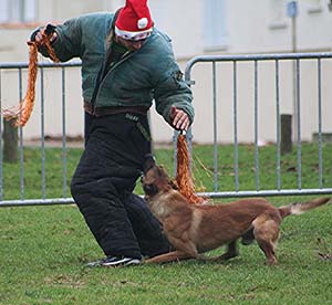 Canine Club Bouviers des Flandres and Co - COPYRIGHT DEPOSE