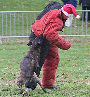 Canine Club Bouviers des Flandres and Co - COPYRIGHT DEPOSE