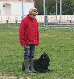 Canine Club Bouviers des Flandres and Co - COPYRIGHT DEPOSE