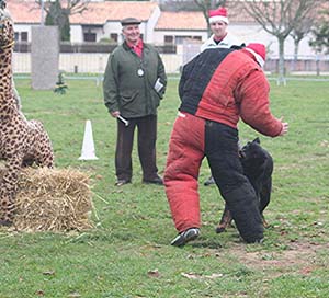 Canine Club Bouviers des Flandres and Co - COPYRIGHT DEPOSE