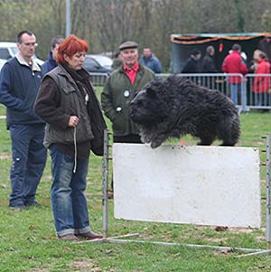 Canine Club Bouviers des Flandres and Co - COPYRIGHT DEPOSE