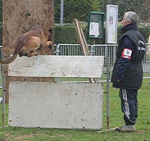 Canine Club Bouviers des Flandres and Co - COPYRIGHT DEPOSE